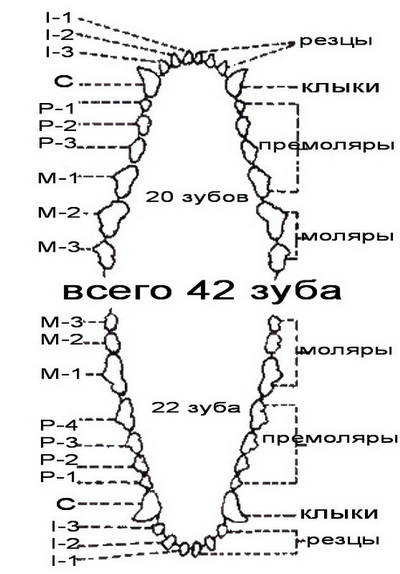 Не хватка зубов,нужна консультация!! Sist3